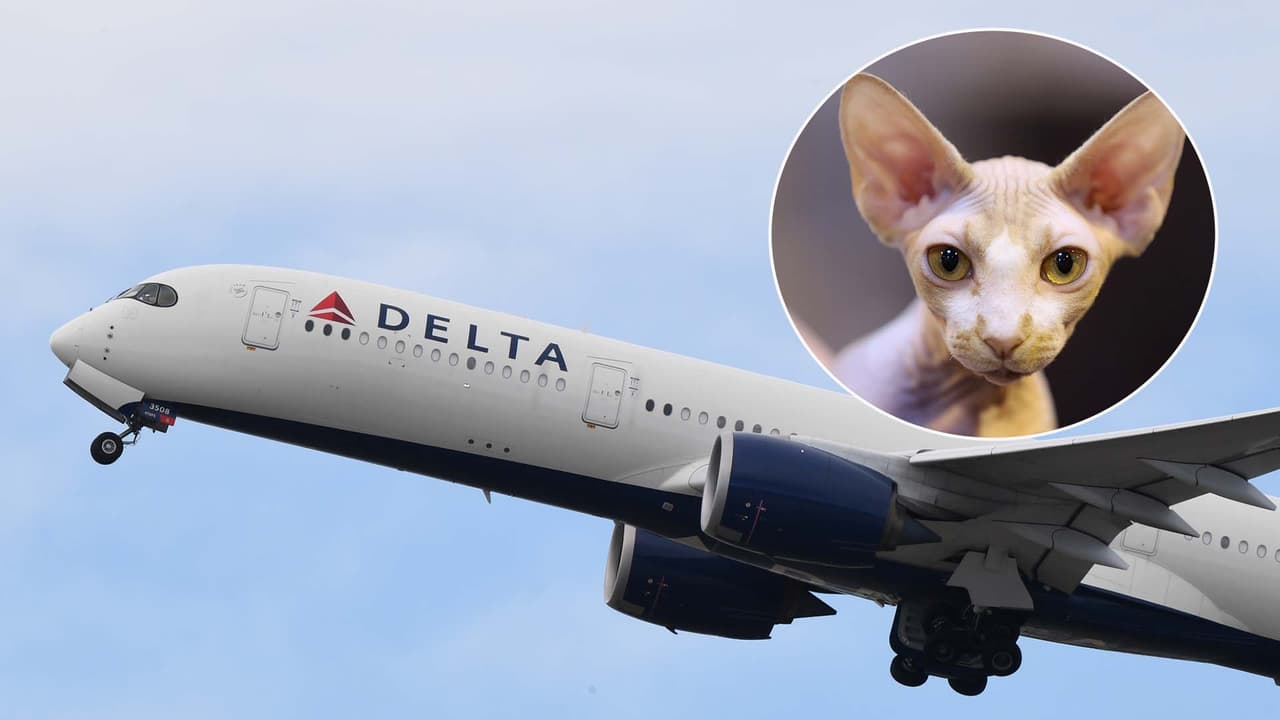 Descubren a una mujer amamantando a un gato en un avión en pleno vuelo