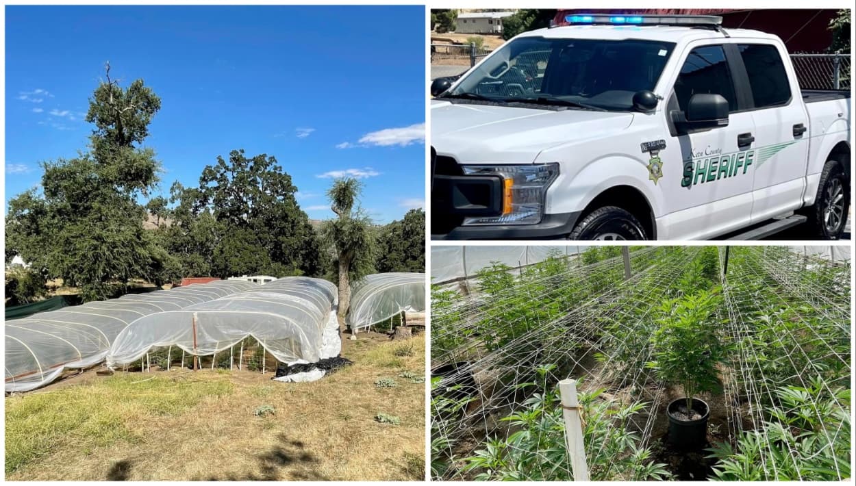 Oficina del Sheriff incauta más de 600 plantas de marihuana: una persona arrestada