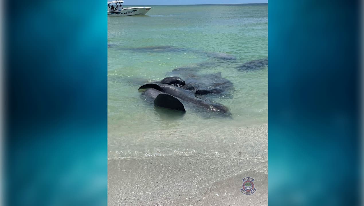 Policía pide a la gente no tocar a los manatíes que se aparean cerca de las playas
