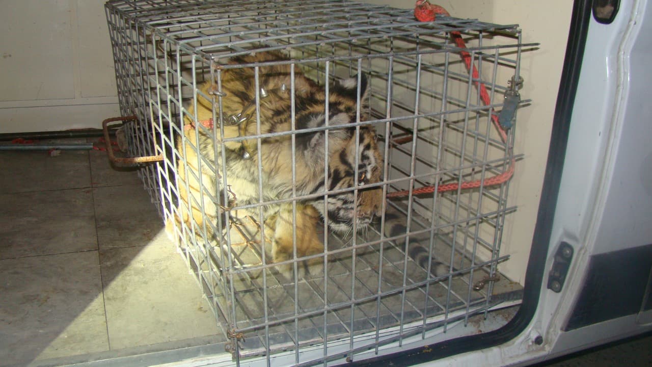 En cachorro de tigre en la jaula en la que fue trasladado para su resguardo.