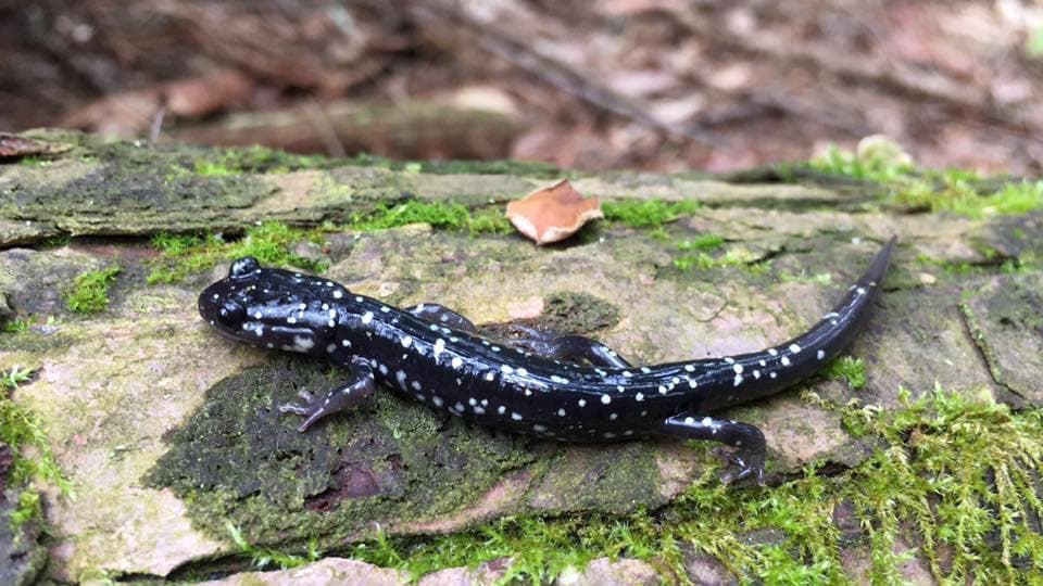 Si levantas las piedras, puedes encontrarte con algunas sorpresas.
