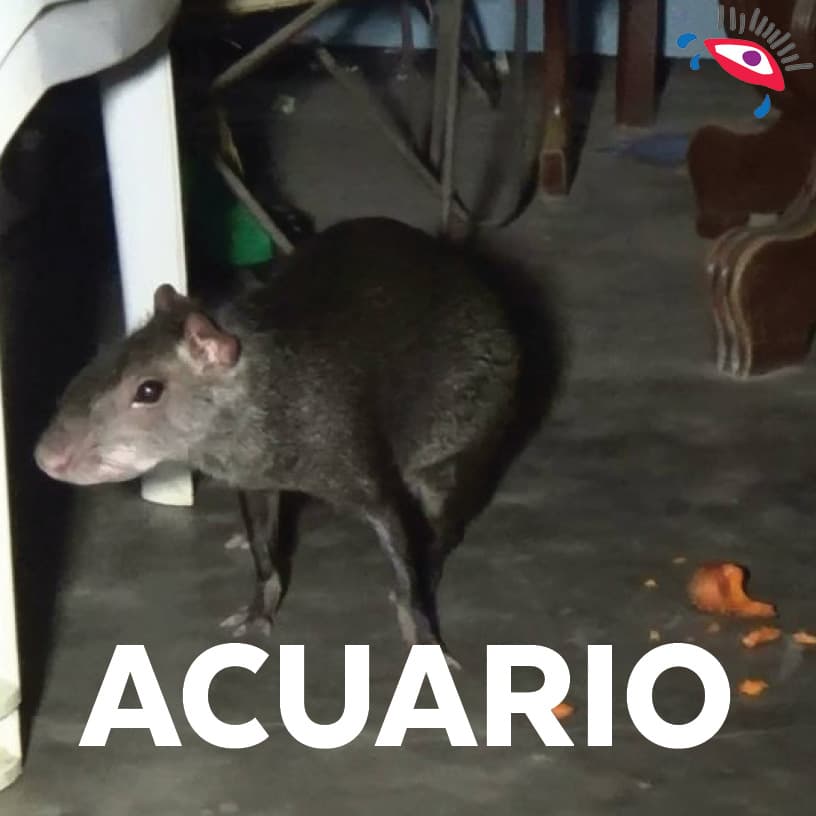 Una rata gigante aparecerá en tu patio.