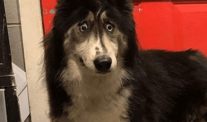 Perrita bizca pasó dos años buscando hogar adoptivo y gracias a Instagram lo encontró