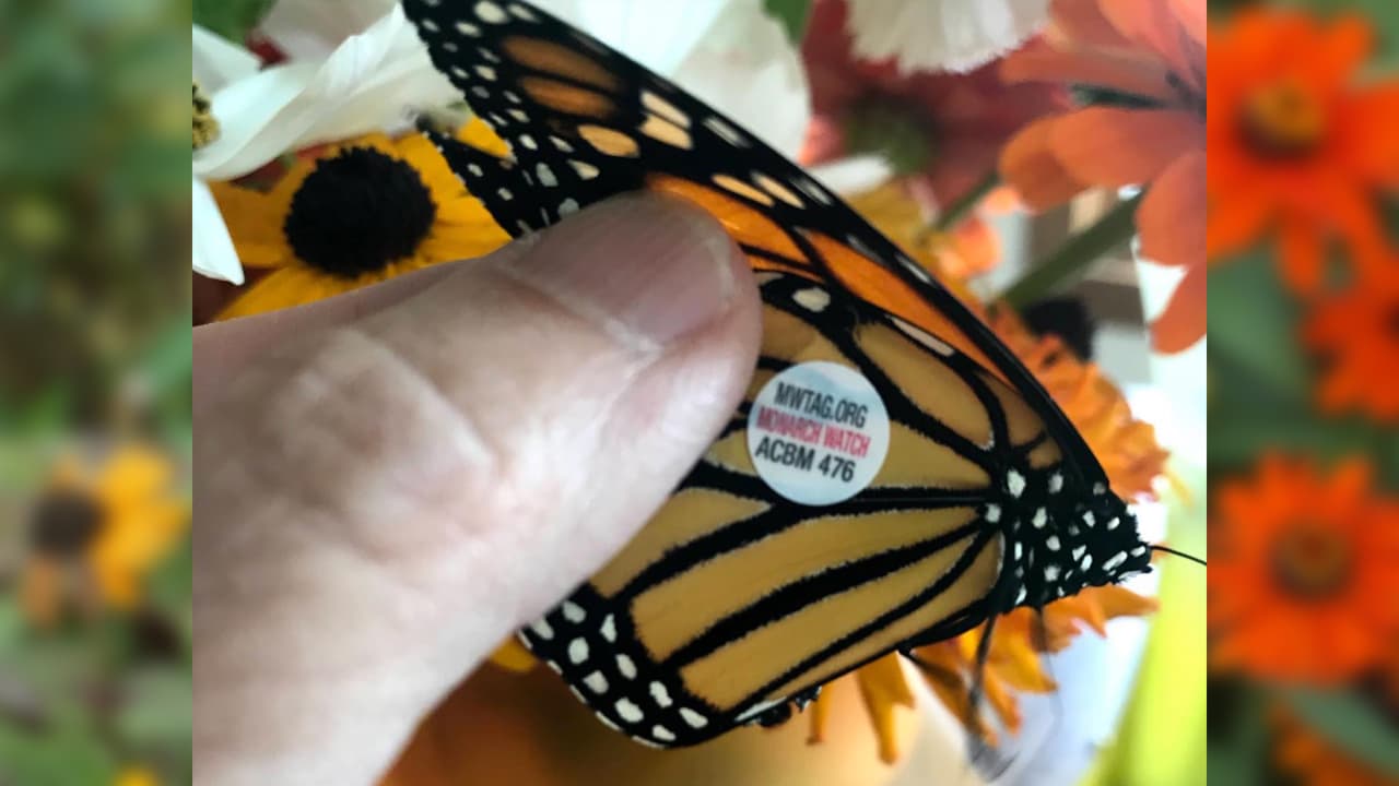 Las mariposas se marcan con etiquetas en una zona en particular de las alas. Este proceso no duele ni lastima a los insectos alados, que pesan en promedio 1.5 gramos.