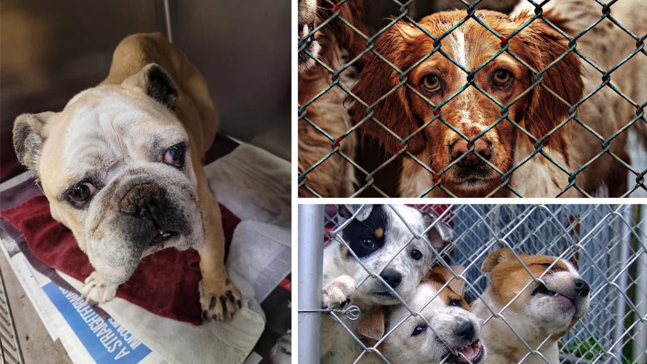 La policía de Dallas investiga el abandono de un perro. ¿Cómo puedo denunciar maltrato animal?