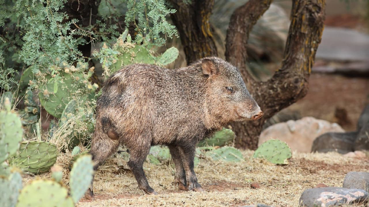 Mujer es mordida por una jabalina al intentar defender a sus perros al sur de Arizona