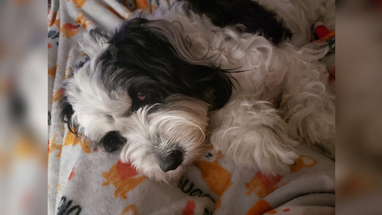 "Mi niña hermosa en buenas y malas está conmigo la amo mi consentida la greñuda". Ali Zamudio