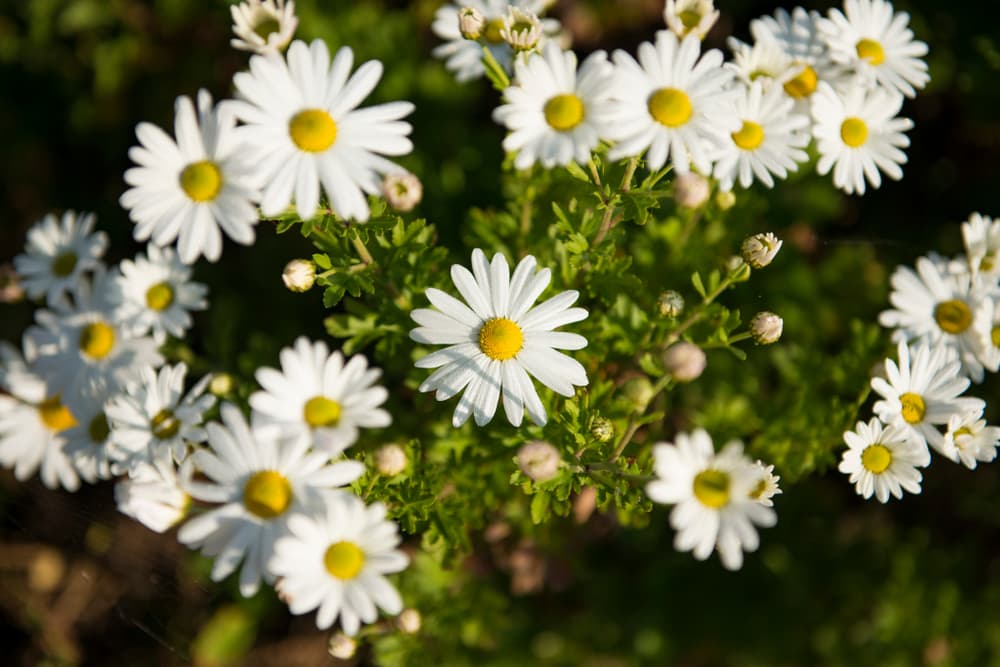 Si te sientes triste, deprimido o con baja energía, puedes comprar varias margaritas y date un baño con agua muy caliente, lleno de las flores. Puedes agregar aceites relajantes al agua o ingredientes como menta, eucalipto o romero.
