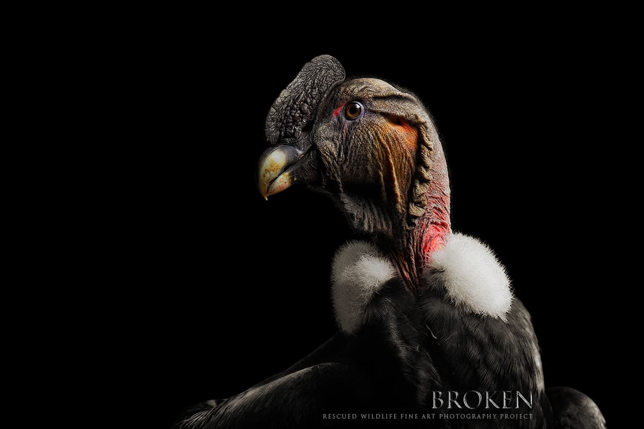 Un cóndor andino rescatado en Argentina por el Proyecto de Conservación del Condor Andino en 2013. Había colisionado contra un cable de alta tensión, chocado contra el arco de entrada a una ciudad y, al caer sobre la ruta, lo atropelló una camioneta en horas de la noche. Fue rehabilitado, curado y ya fue liberado en los Andes.