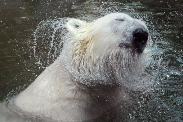 Presentan adaptaciones para nadar: su grasa parda les provee flotabilidad...