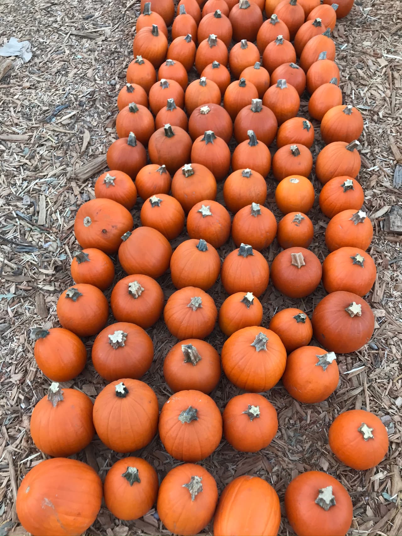 Y de entre la variedad naranja podemos encontrar las 'Munchkin', 'Baby Bear', caracterizadas por su forma redonda y pequeño tamaño.
