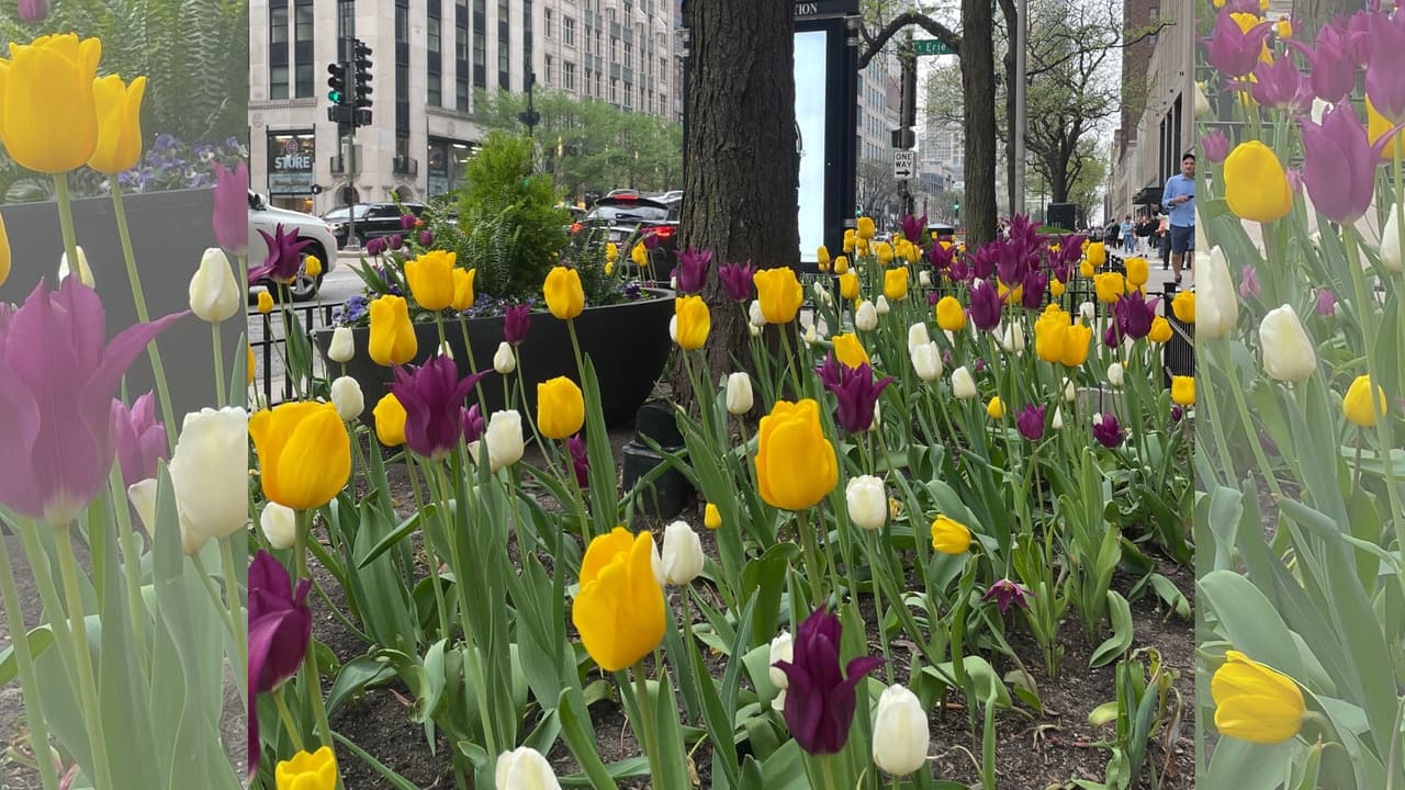 Los cientos de miles de tulipanes adornan un trayecto de casi 14 millas a lo largo del centro de la ciudad. Entre Oak Street y Roosevelt Road.