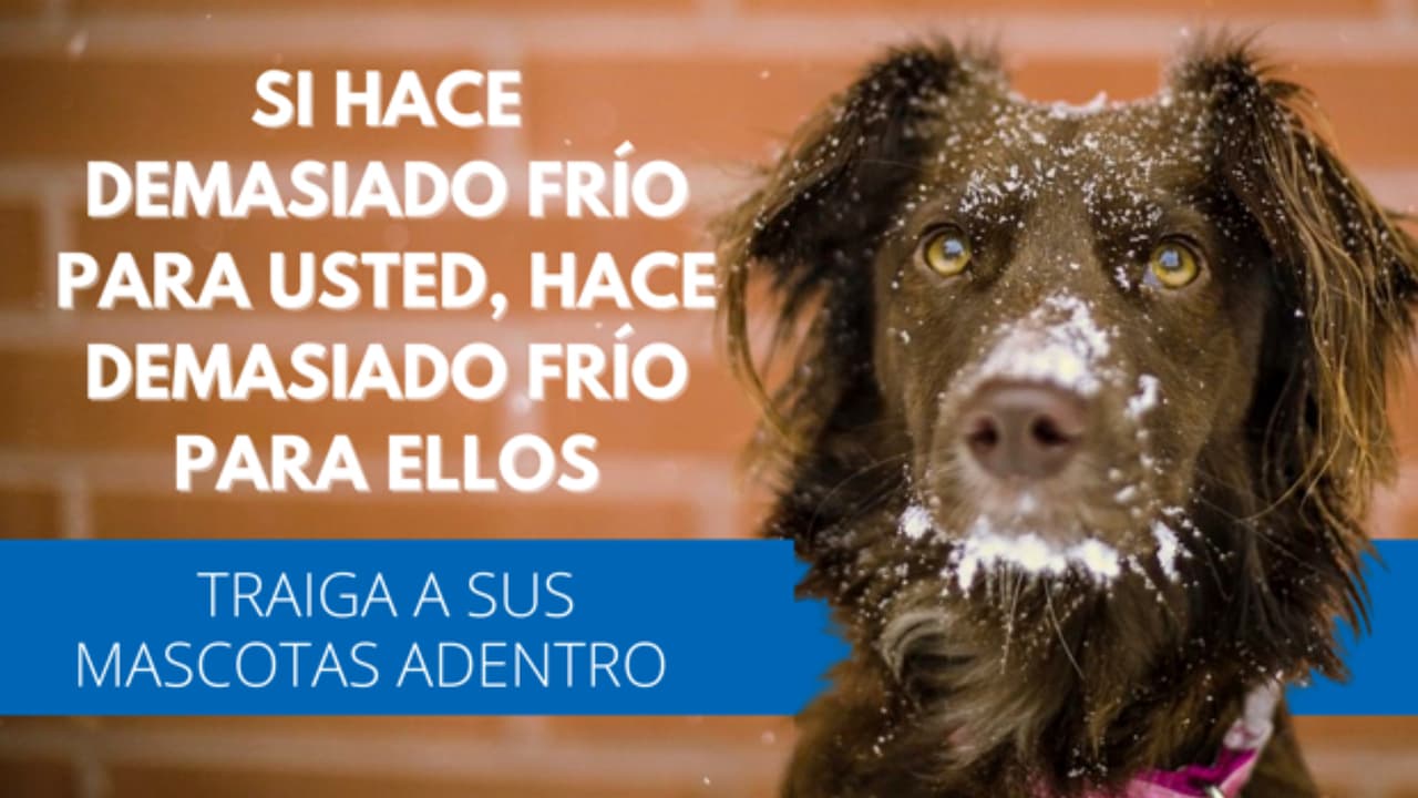 Las autoridades piden extremar 
<b><a href="https://www.univision.com/local/houston-kxln/mascotas-frio-tiempo-fotos">precauciones con las mascotas </a></b>y no dejarlas al exterior.