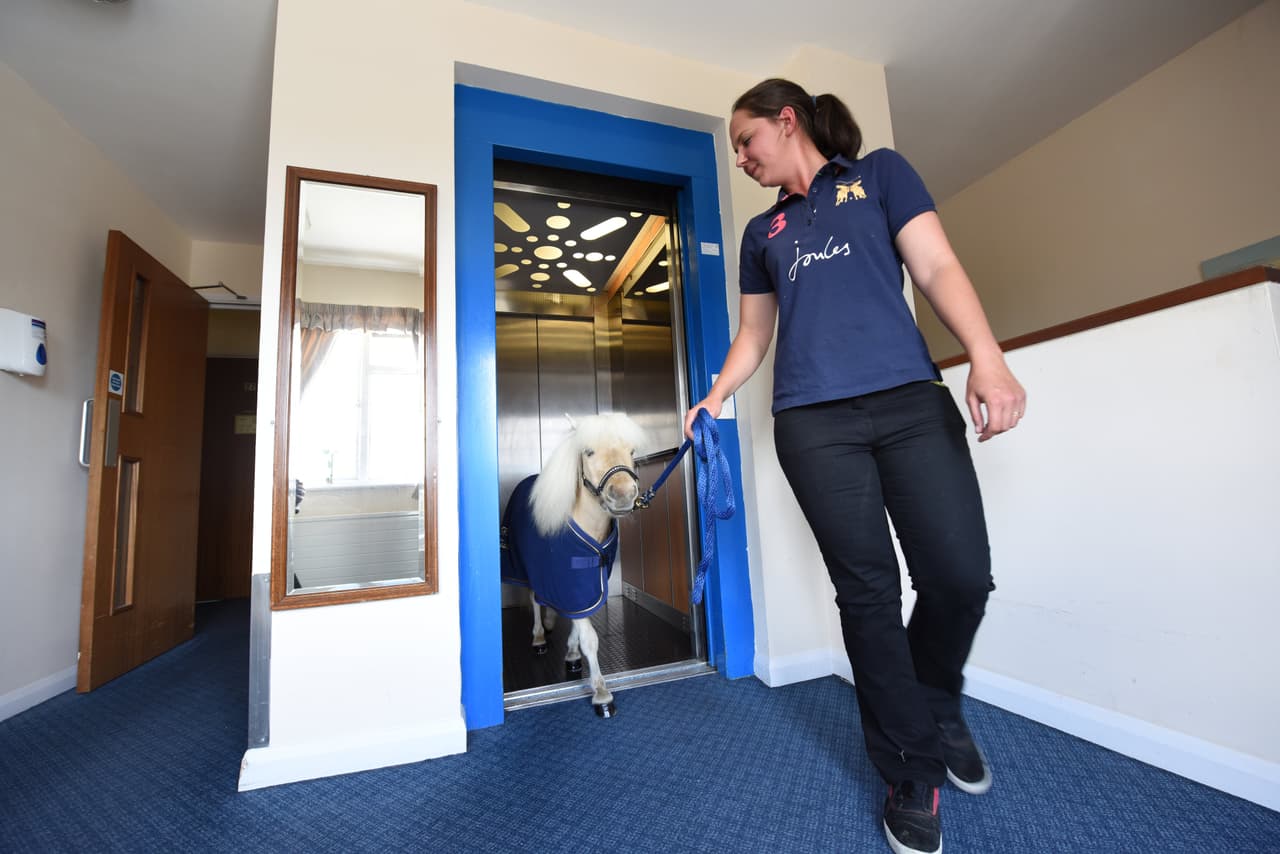Los ponis están entrenados para permanecer calmados ante todas las situaciones, incluso cuando las personas sufren ataques de demencia y empiezan a gritar.