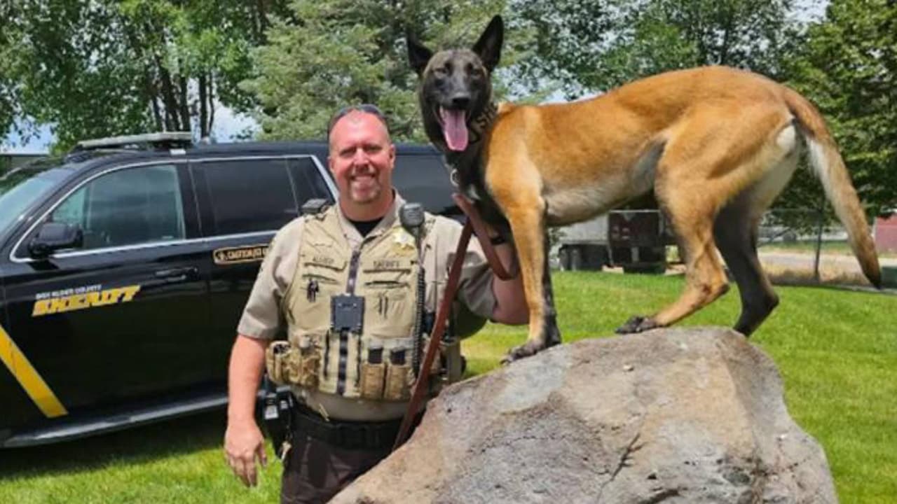 “Destrozado”, el agente que, junto a su perrita, sobrevivió al tiroteo en Tremonton