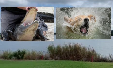"Estaba en shock": mujer lucha contra un caimán en un lago para salvar a su perro