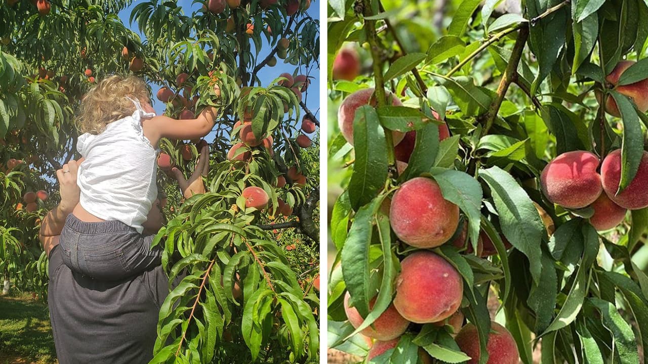 <b>Millstone Creek Orchards: </b>Directo del árbol, las familias pueden recoger sus propias frutas todo el año. Dirección: 506 Parks Crossroads Church Rd., Ramseur, NC 27316.