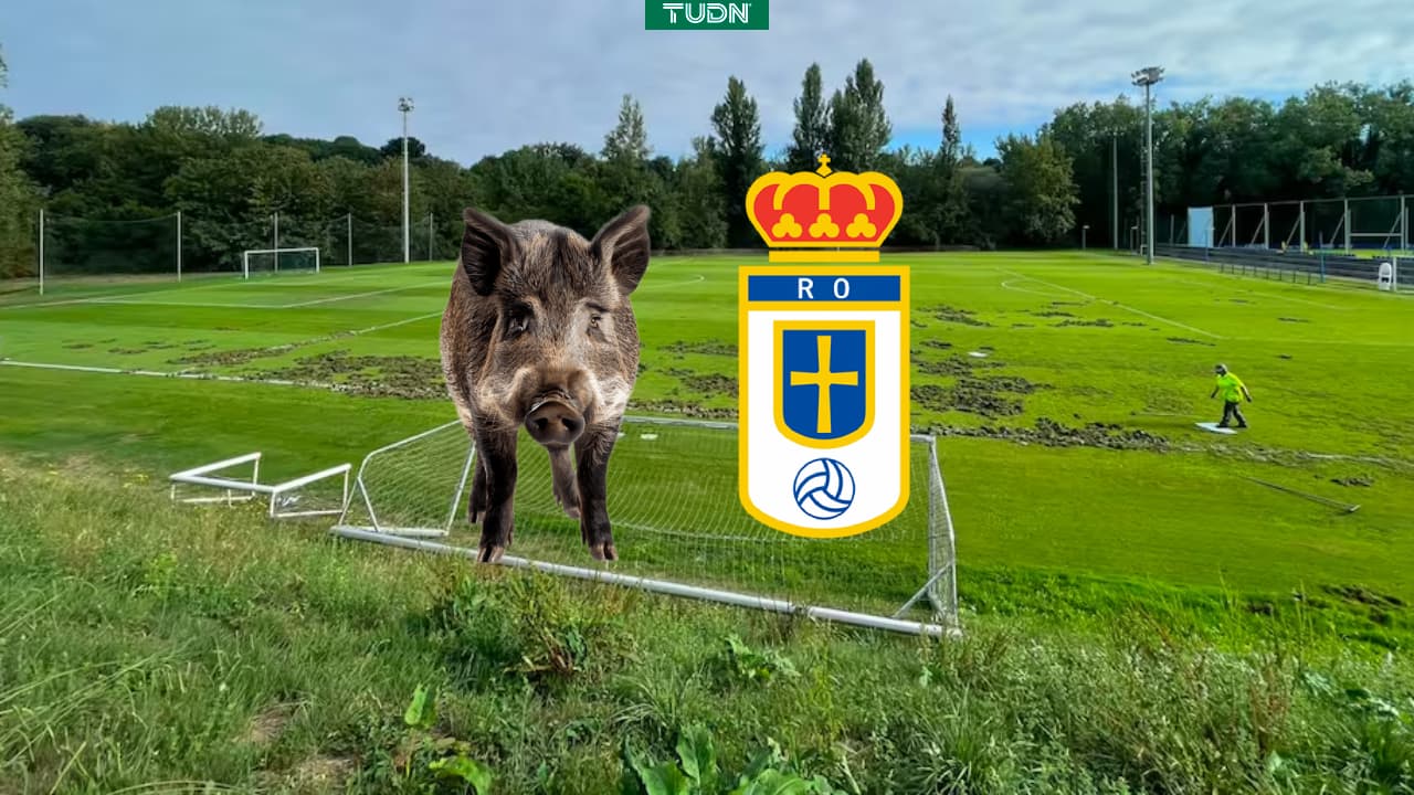 Jabalíes destruyen campo de entrenamiento del Real Oviedo