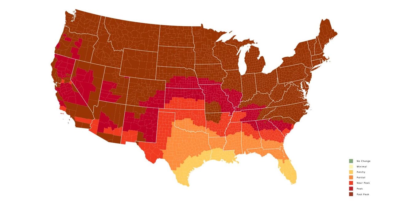 <b>Semana del 7 de noviembre</b>. En esta semana, el color de las hojas estará en su punto máximo y estas serán las mejores fechas para verlas en todo su esplendor al norte del estado.