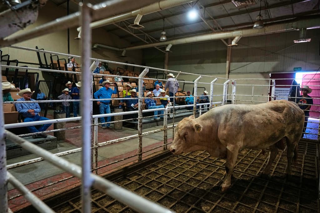 Se subasta ganado en un mercado de ganado en Hermosillo, México, el martes 18 de agosto de 2026, antes de la reapertura de la frontera. (Foto AP/Fernando Llano)