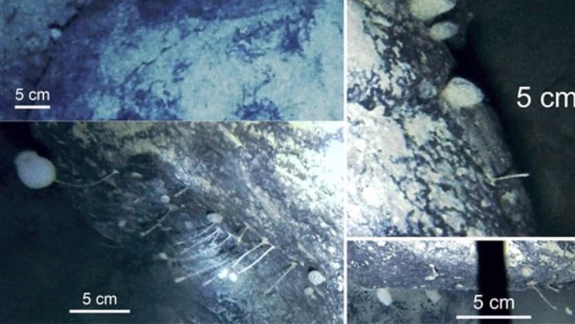 Encuentran animales nunca antes vistos en el hielo submarino de la Antártida
