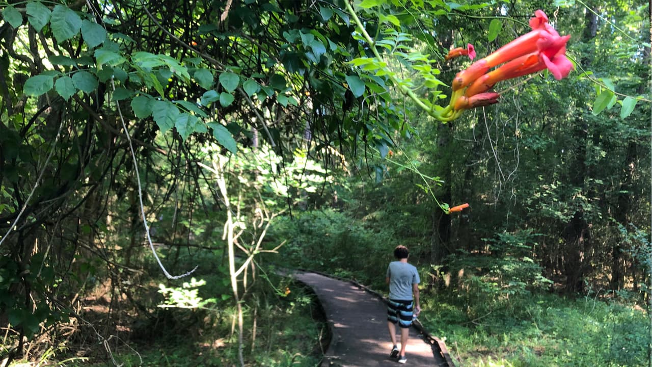 Está ubicado a unas 73 millas desde el centro de 
<a href="https://www.univision.com/temas/houston">Houston</a> hacia el noreste.