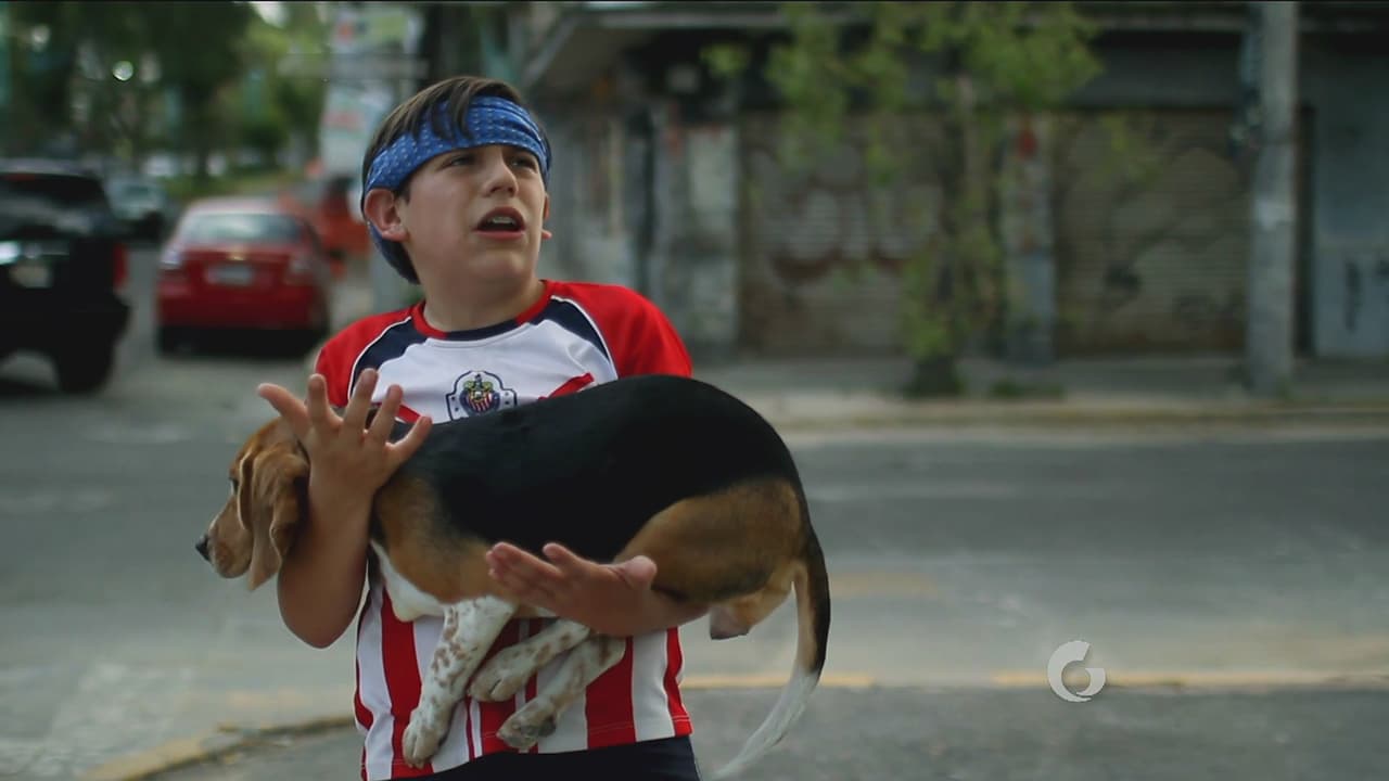 Poncho entendió el regaño: ir directo a casa luego de buscar al dueño del perrito.