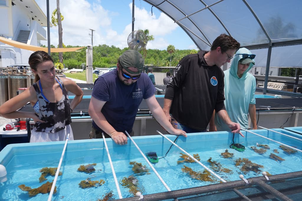 Científicos de la Universidad de Miami trabajan para salvar a una especie de coral en peligro de extinción