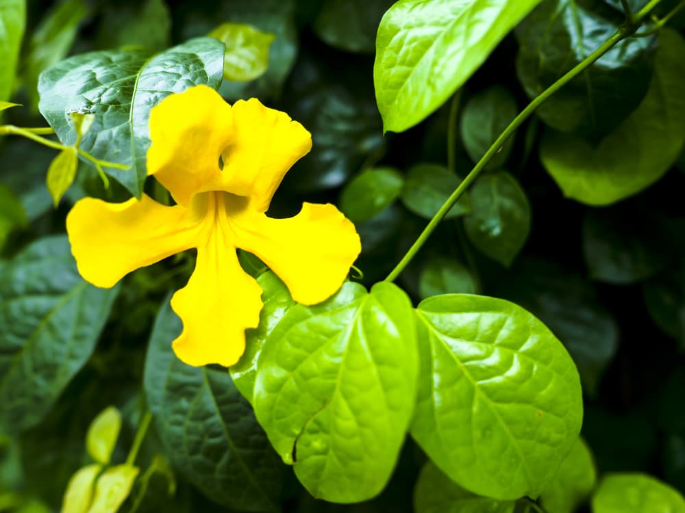 También, tiene propiedades antimutagénicas, que han demostrado ser muy buenas para fortalecer, mejorar y mantener el sistema inmune, así como evitar enfermedades y resistir las diferentes condiciones climáticas sin enfermarnos.