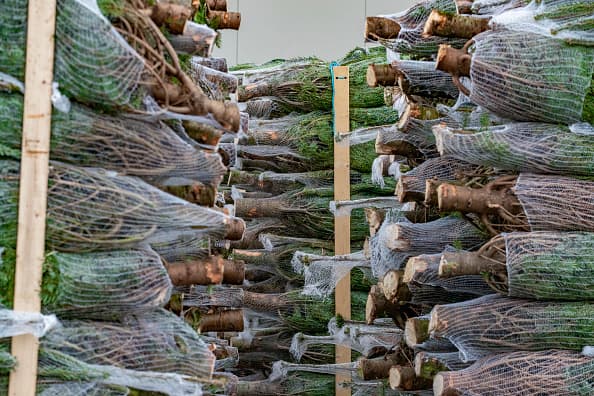 Las granjas de árboles de Navidad cultivan árboles específicamente para permitir que los clientes los talen durante las vacaciones para que no tenga que preocuparse de que se esté talando un bosque.