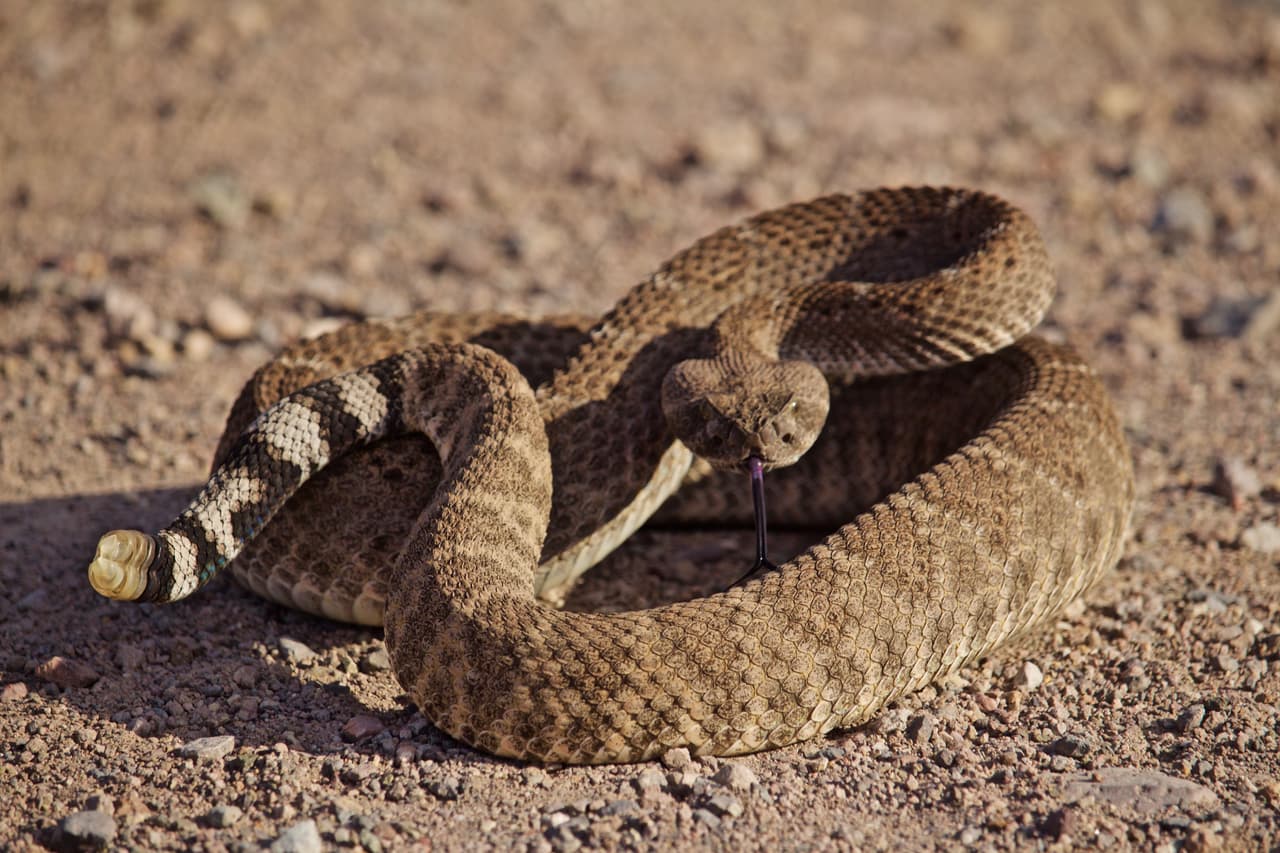<b>Red Diamond Rattlesnake</b>. La puedes encontrar en el sureste del estado. Se distinguen porque sus formas de diamante son de color marrón rojizo. Miden de 2 a 4 pies y son bastante venenosas.