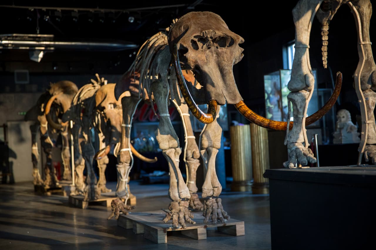 Se cae un mito: las mujeres de la prehistoria también cazaban grandes animales