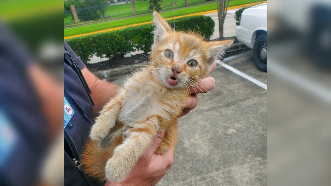Un gatito fue rescatado este domingo por oficiales del
<a href="https://twitter.com/Pct4Constable/status/1396543197464125445" target="_blank">precinto cuatro del condado Harris</a>.