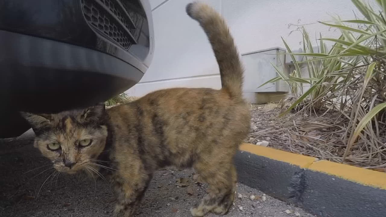 En el condado hay cientos de miles de gatos callejeros y cada día es más difícil conseguirles un hogar permanente. Por esta razón, las autoridades han decidido implementar un programa para estimular a la comunidad para que los lleven a esterilizarlos.