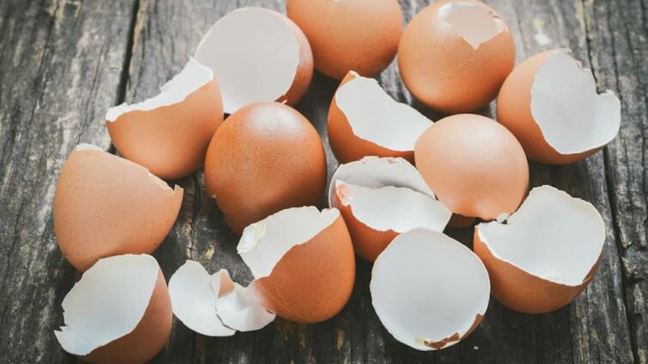 Así como residuos de origen animal como queso y huevo.