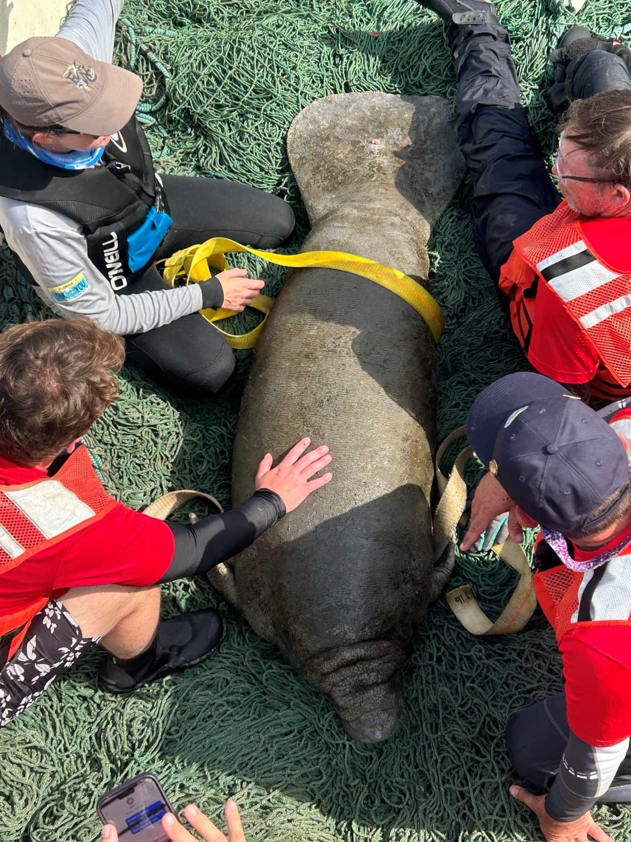 Los rescates se llevaron a cabo operativos en lugares como Jurassic Spring, Three Sisters Spring y Magnolia Spring para salvar a los animales afectados.