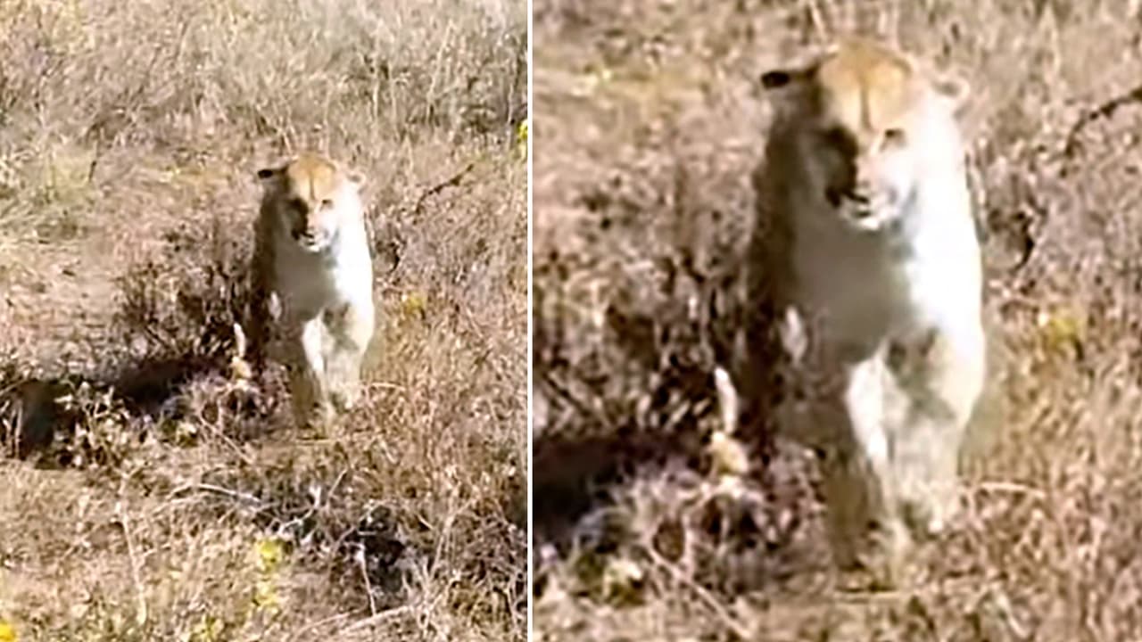 Jared nervioso disparó dos veces para asustar al salvaje felino.