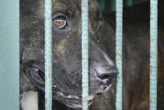 San Antonio prohíbe que las tiendas de mascotas vendan perros y gatos que vienen de criadores