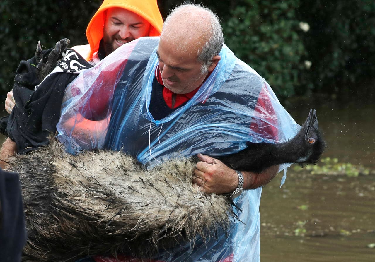<b>Peligrosas inundaciones en Australia</b>
<br>
<br>Un residente de Windsor, Nueva Gales del Sur, protege a su mascota de la inundación el 23 de marzo.
<br>
<br>Cientos de personas tuvieron que ser rescatadas de las aguas en decenas de ciudades en Australia.
<br>
<br>
<i><a href="https://www.univision.com/noticias/mundo/noticias-drones-satelites-fotografias-aereas-mas-impactantes-2021-fotos"><u>Mira aquí las fotografías aéreas más impactantes de 2021.</u></a></i>
<br>