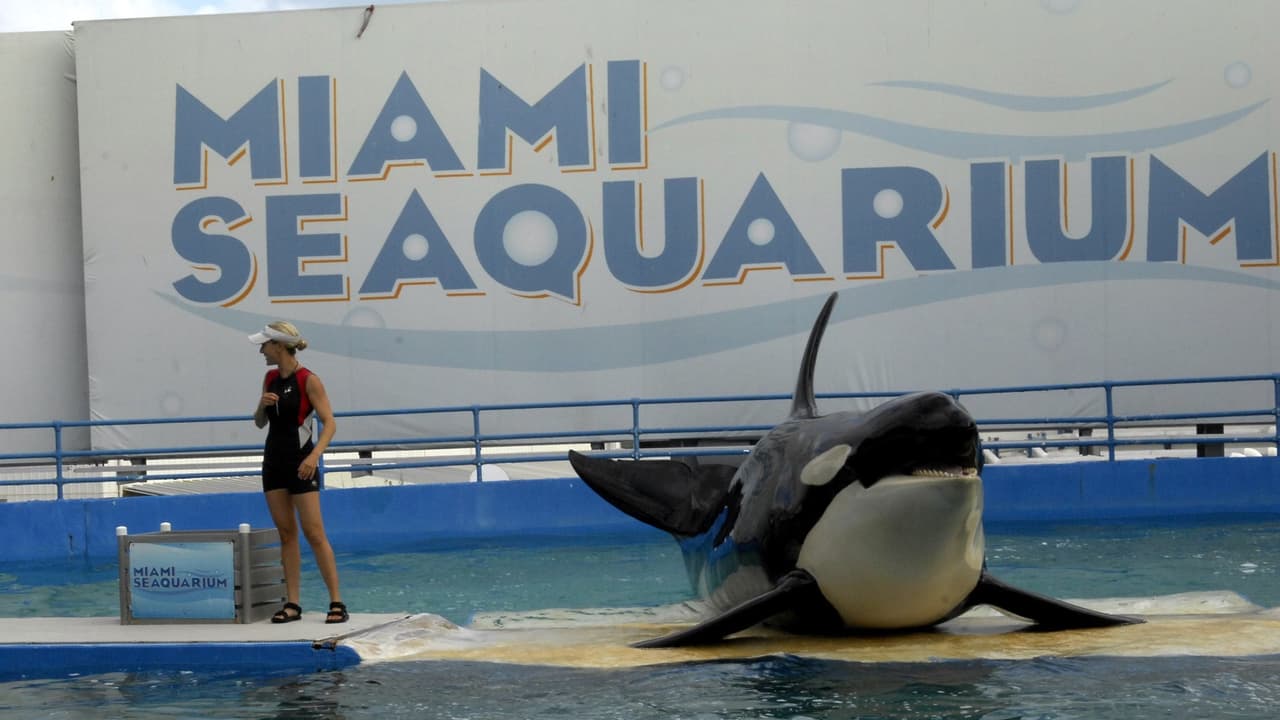 Señalan malas condiciones e irregularidades dentro del Miami Seaquarium tras la muerte de 6 mamíferos