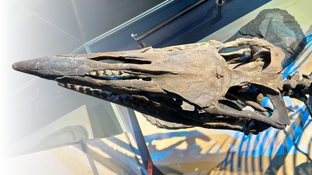 Un monstruo marino de 43 pies pone a Dallas en el mapa prehistórico