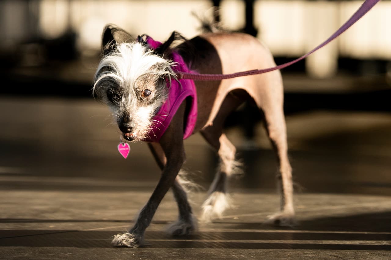 Poppy, una crestada china de 7 años, compite en el concurso del perro más feo del mundo en la feria del condado Sonoma, en Santa Rosa, California, el viernes 8 de agosto de 2025. Poppy ganó el tercer lugar.