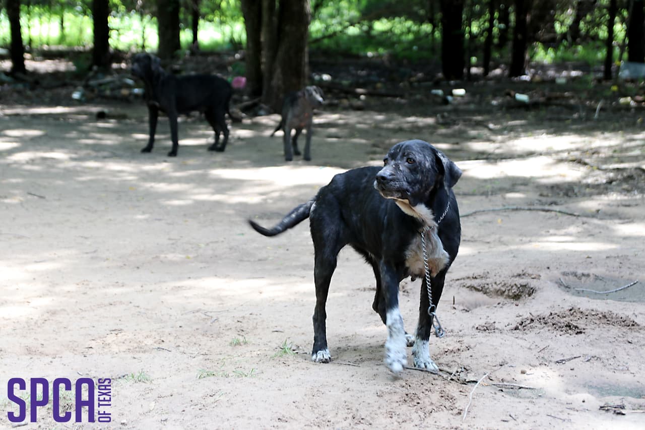 Los animales serán atendidos y evaluados por el personal médico hasta que se lleve a cabo una audiencia de custodia civil el 30 de abril de 2019 en el Condado de Kaufman.
<br>
