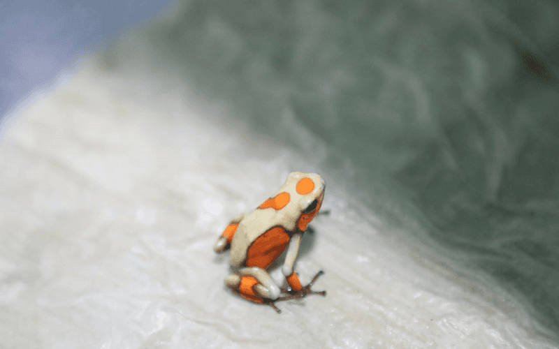 Los expertos aún no saben si podrán regresarlas a su lugar de origen y liberarlas o deberán permanecer bajo un cuidado constante en cautiverio.