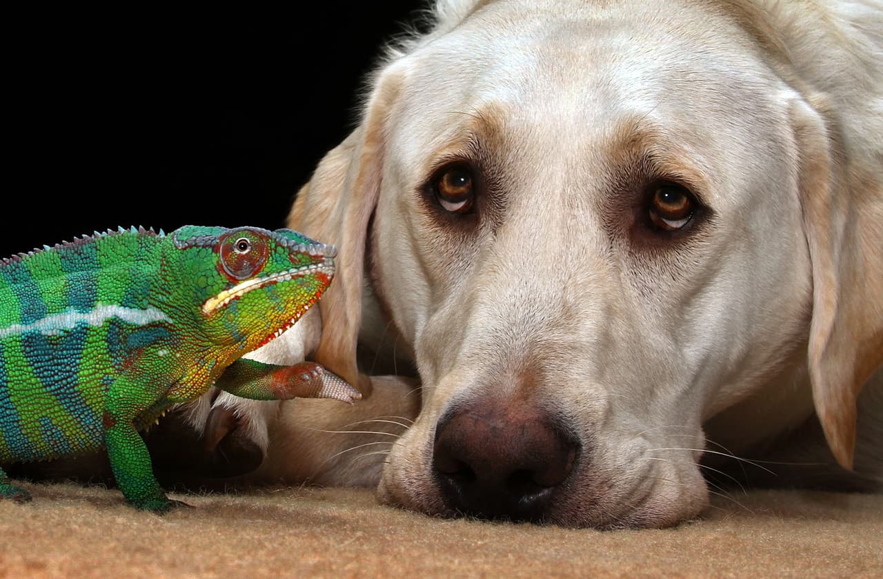 Winston tiene seis años y es un perro muy juguetón.