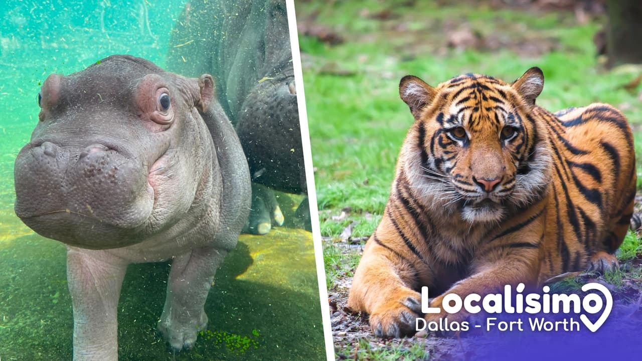 Regresan las entradas por solo $1 y descuentos especiales en el Zoológico de Dallas