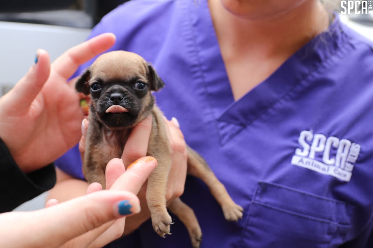 El viernes 2 de agosto, la SPCA de Texas, el Departamento de Policía de Balch Springs, el Control de Animales de Balch Springs y la Aplicación del Código de la Ciudad de Balch Springs incautaron a 176 animales de una residencia en Balch Springs, TX.