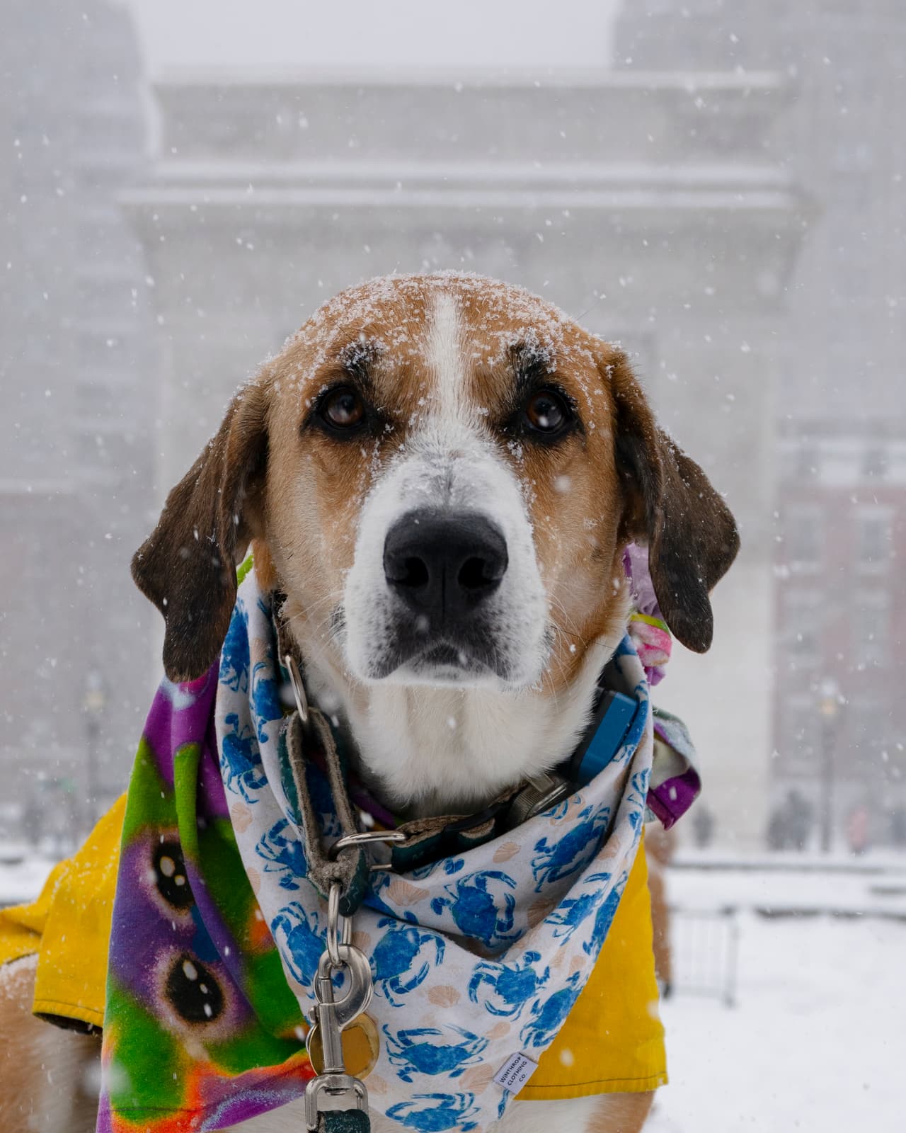 La organización recordó que 
<b>la popularidad de una raza no garantiza que sea la mejor opción para todos</b>, insistiendo en la importancia de investigar antes de adoptar o comprar un perro.