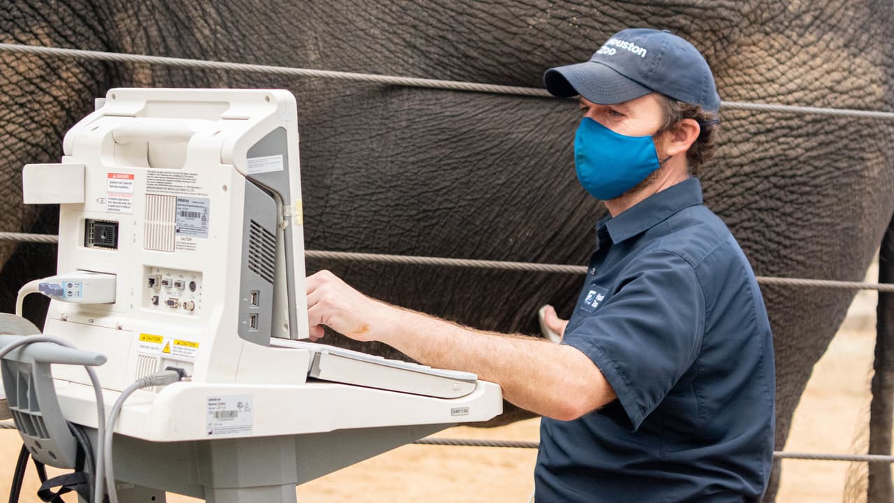 Tupelo será madre primeriza y su embarazo es el resultado de una inseminación artificial ya que es pariente de todos los elefantes machos del Zoológico de Houston.