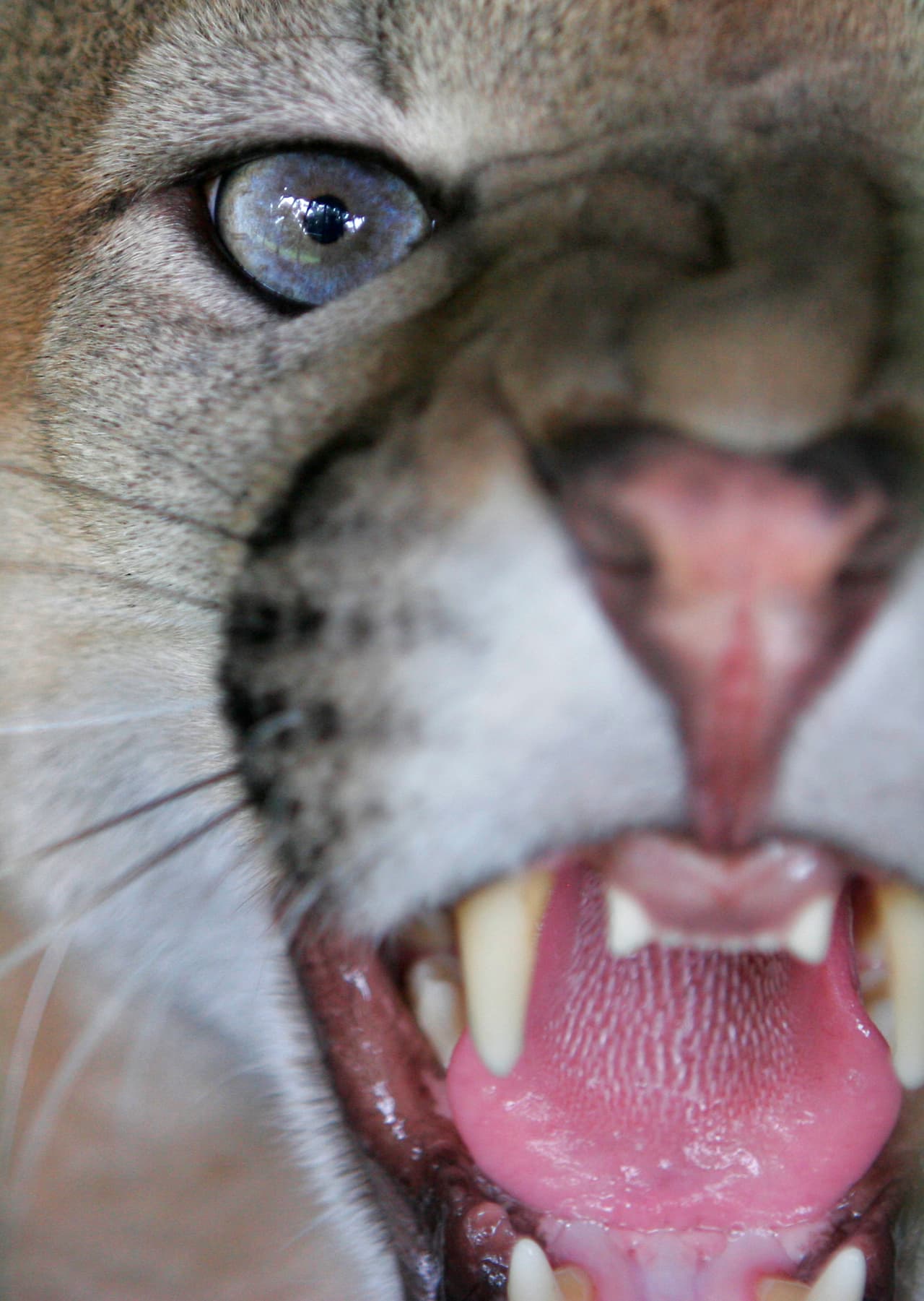 Dos ciclistas fueron atacados (y uno murió) pese a que hicieron lo recomendado si estás frente a un puma